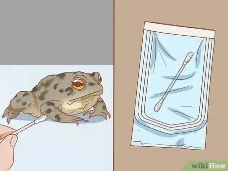 Image titled Bathe Your Frog Step 10