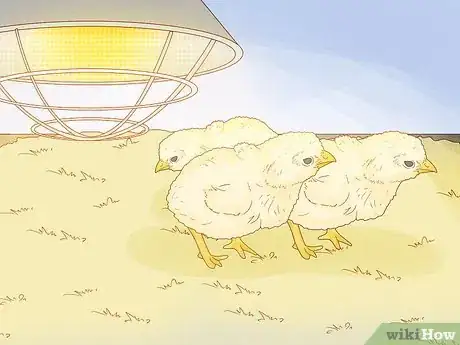 Image titled Start a Chicken Farm Step 20