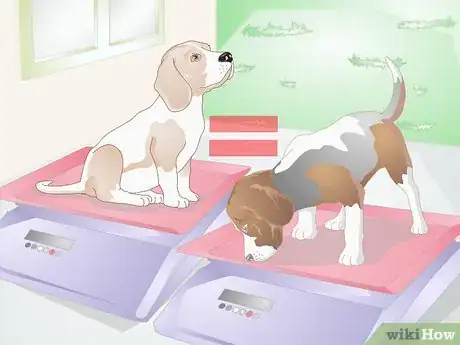Image titled Choose a Beagle for Breeding Step 9