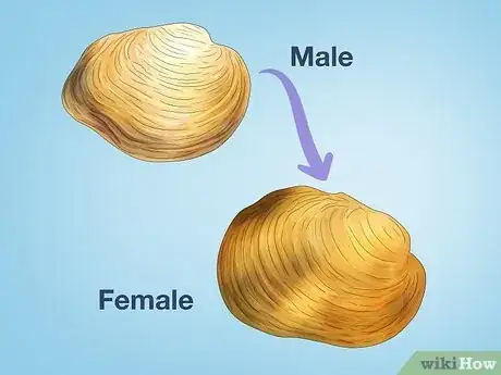 Image titled How Do Clams Reproduce Step 7