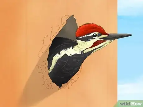 Image titled Why Do Woodpeckers Peck Wood Step 8