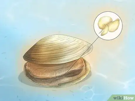 Image titled How Do Clams Reproduce Step 6