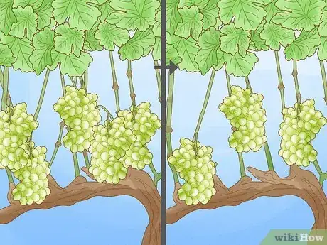 Image titled Prune Grape Vines Step 25