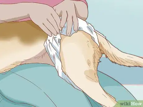 Image titled Diaper Your Dog with Disposable Dog Diapers Step 4