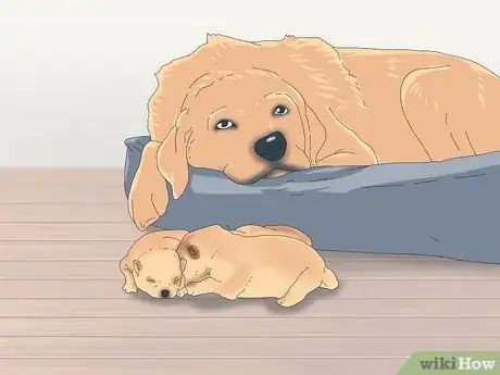 Image titled Make Sure That Your Dog Is Okay After Giving Birth Step 7