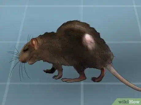 Image titled Get a Pet Rat Step 10