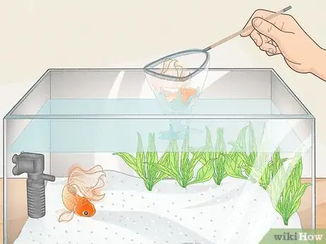 Image titled Dispose of Aquarium Fish Step 10