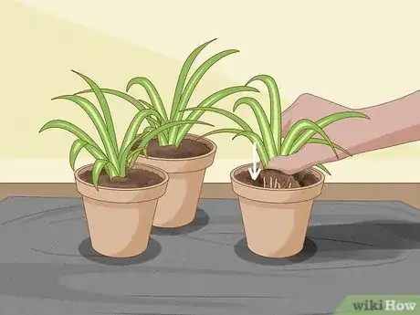 Image titled Divide a Spider Plant Step 7