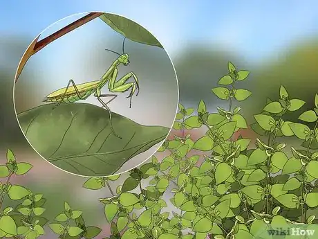 Image titled Catch and Keep a Praying Mantis Step 1