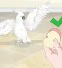 Feed a Cockatoo