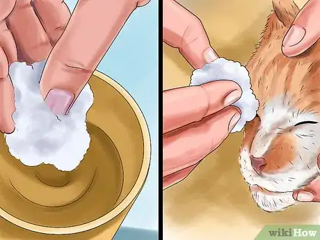 Image titled Determine Why Your Cat Does Not Groom Itself Step 11