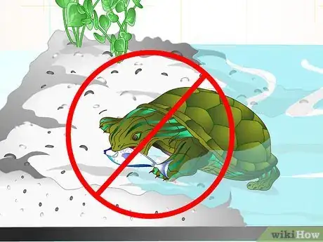 Image titled Put a Sucker Fish in a Tank With a Turtle Step 6
