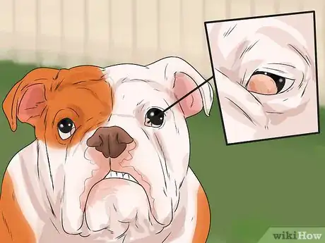 Image titled Care for an English Bulldog Step 16