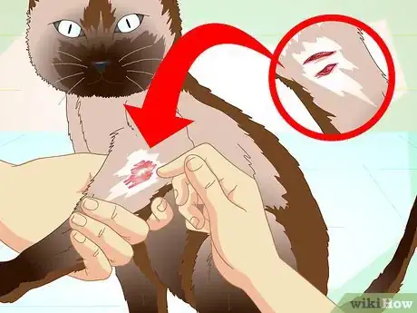 Image titled Help a Cat with a Broken Shoulder Step 4