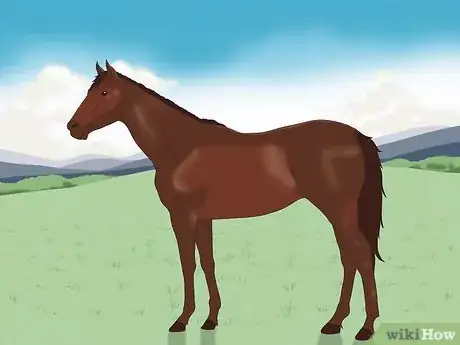 Image titled Choose the Right Breed of Horse for You Step 7