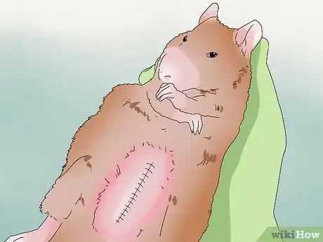 Image titled Take Care of a Rat with Cancer Step 10
