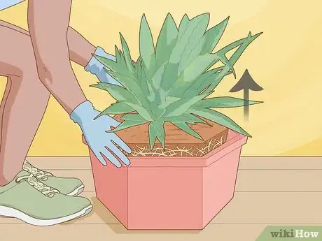 Image titled Remove Agave Pups from the Mother Plant Step 3