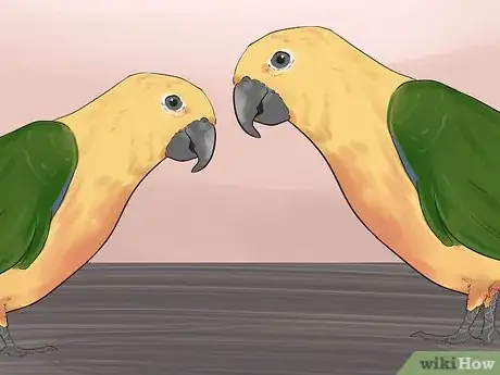 Image titled Entertain a Conure Step 13