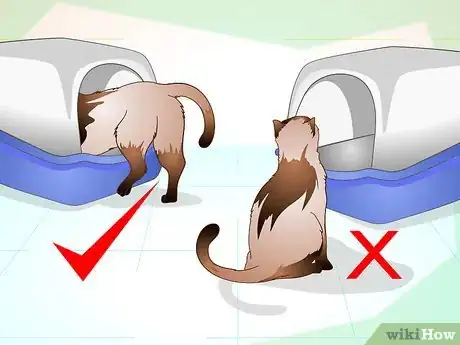 Image titled Maintain Your Kitten's Litter Box Step 10
