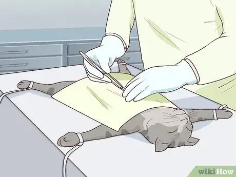 Image titled Diagnose and Treat Pyometra in Cats Step 9