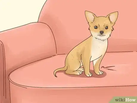 Image titled Keep Pets off the Furniture Step 13