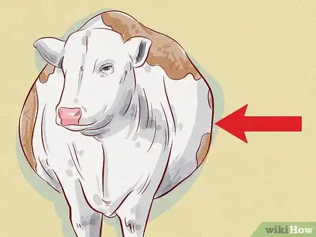 Image titled Treat and Prevent Bloat in Cattle Step 9