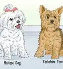 Identify a Maltese Dog