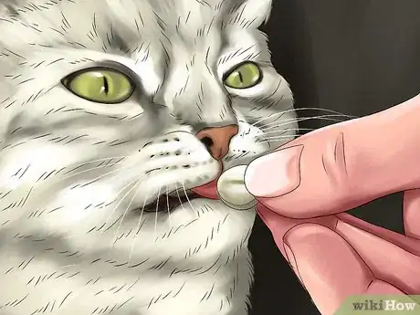 Image titled Handle Essential Oil Poisoning in Cats Step 5