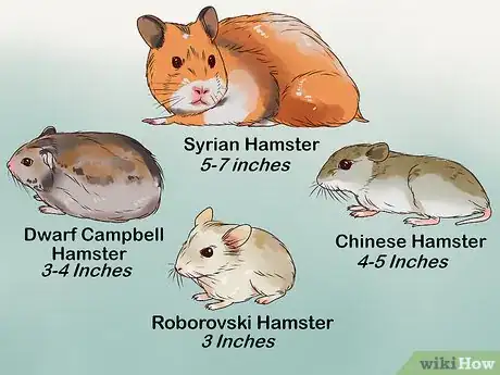 Image titled Care for a Hamster Step 3