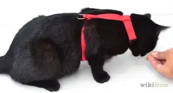 Put on a Cat Harness