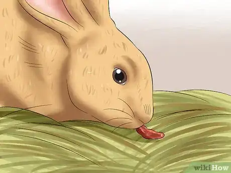 Image titled Prepare for Baby Bunnies Step 10