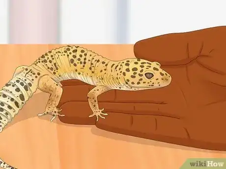 Image titled Sex Leopard Geckos Step 10
