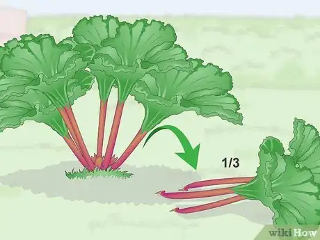 Image titled Harvest Rhubarb Step 7