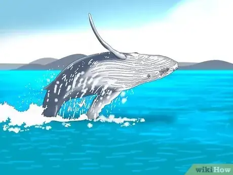 Image titled Why Do Whales Breach Step 4