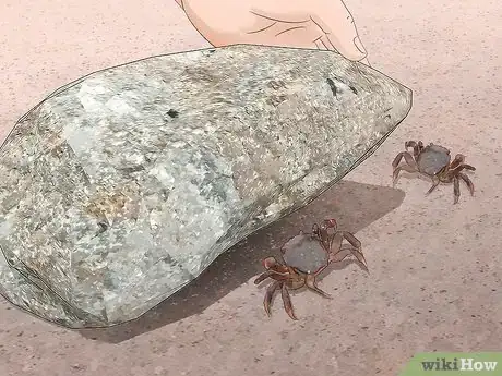 Image titled Catch a Crab Step 19