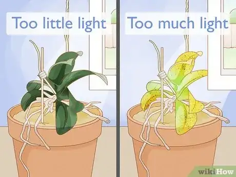 Image titled Care for Mini Orchids Step 5