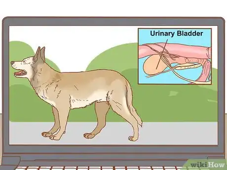 Image titled Stop a Dog from Urinating Inside After Going Outside Step 10