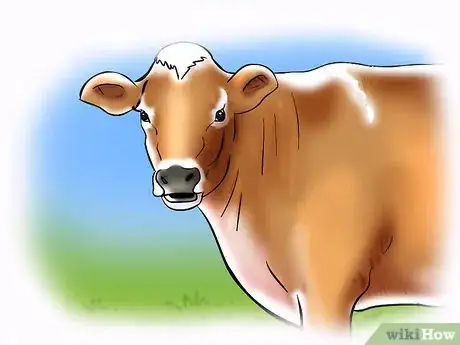 Image titled Tell when a Cow or Heifer is in Estrus Step 1