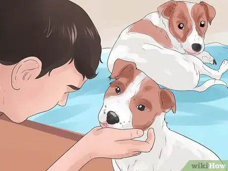 Image titled Stop Howling Dogs Step 10