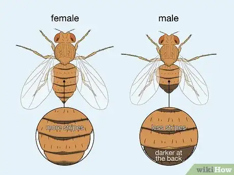 Image titled Distinguish Between Male and Female Fruit Flies Step 1