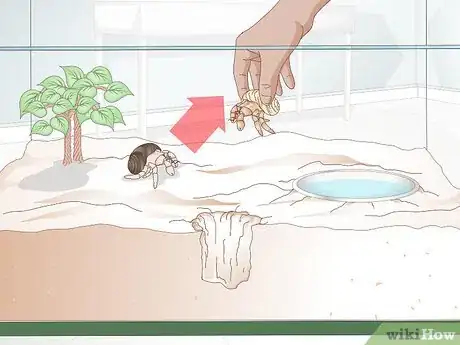 Image titled Clean a Hermit Crab Tank Step 1