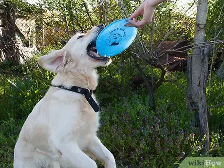 Image titled Teach a Dog How to Catch a Frisbee Step 9