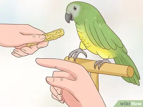 Image titled Train a Parrot Step 10