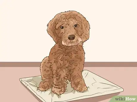 Image titled Clean Cockapoo Ears Step 2