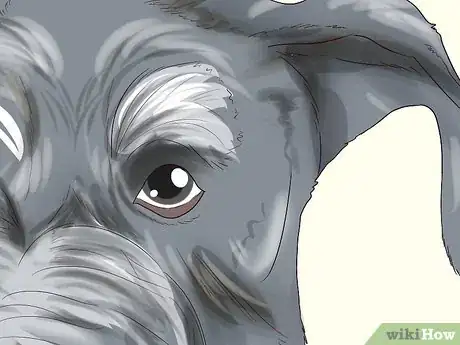 Image titled Identify a Miniature Schnauzer Step 3