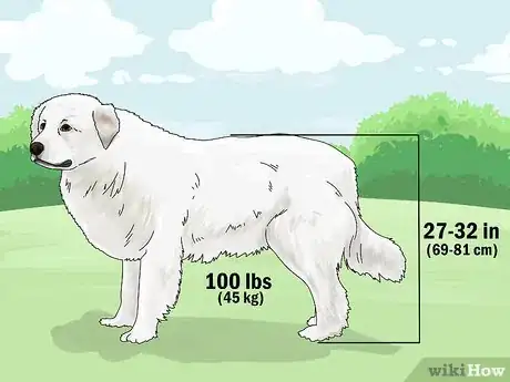 Image titled Identify a Great Pyrenees Step 1