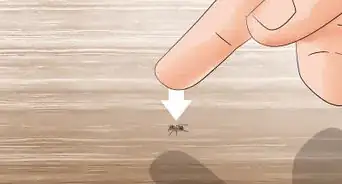 Get Rid of Ants