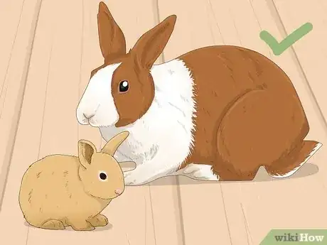 Image titled Determine the Sex of a Rabbit Step 2