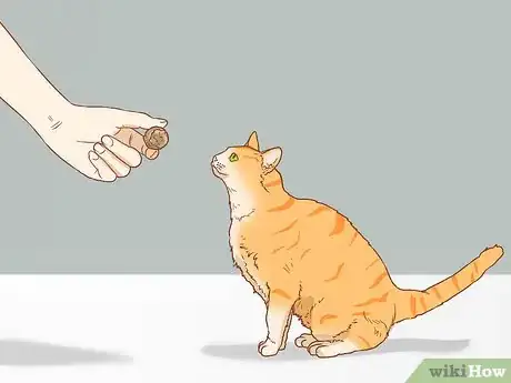 Image titled Teach Your Cat to Sit Step 6