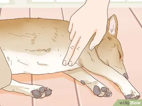 Image titled Help Your Dog Through a Stroke Step 16